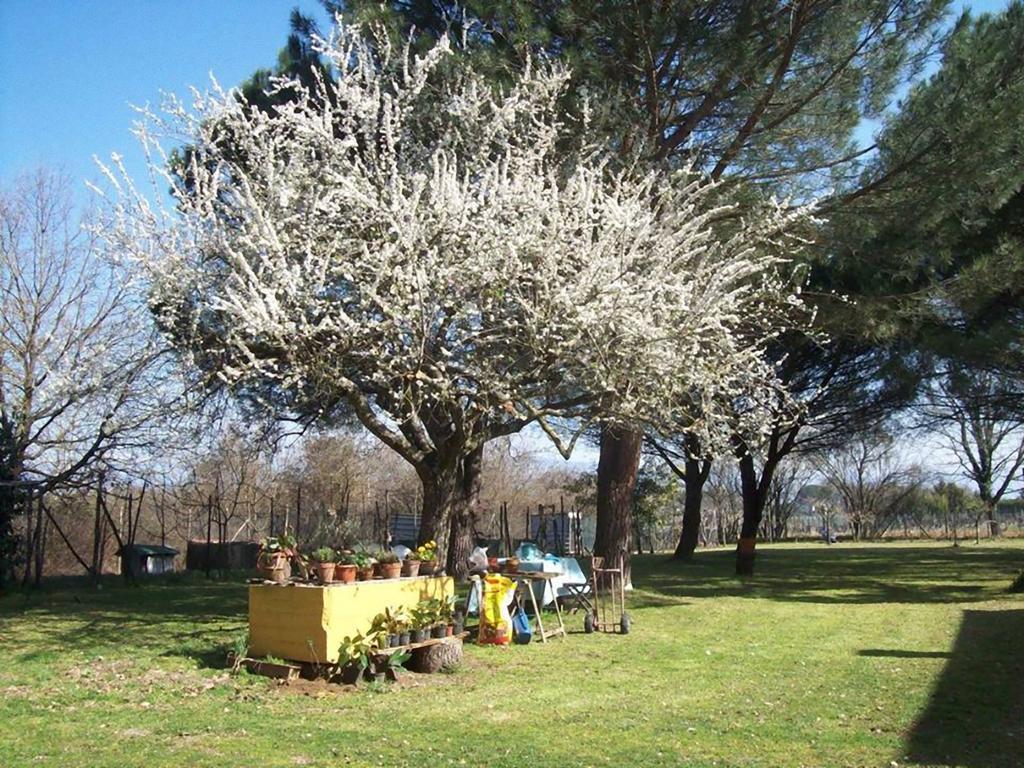 Campo Alle Monache Bucine Екстер'єр фото