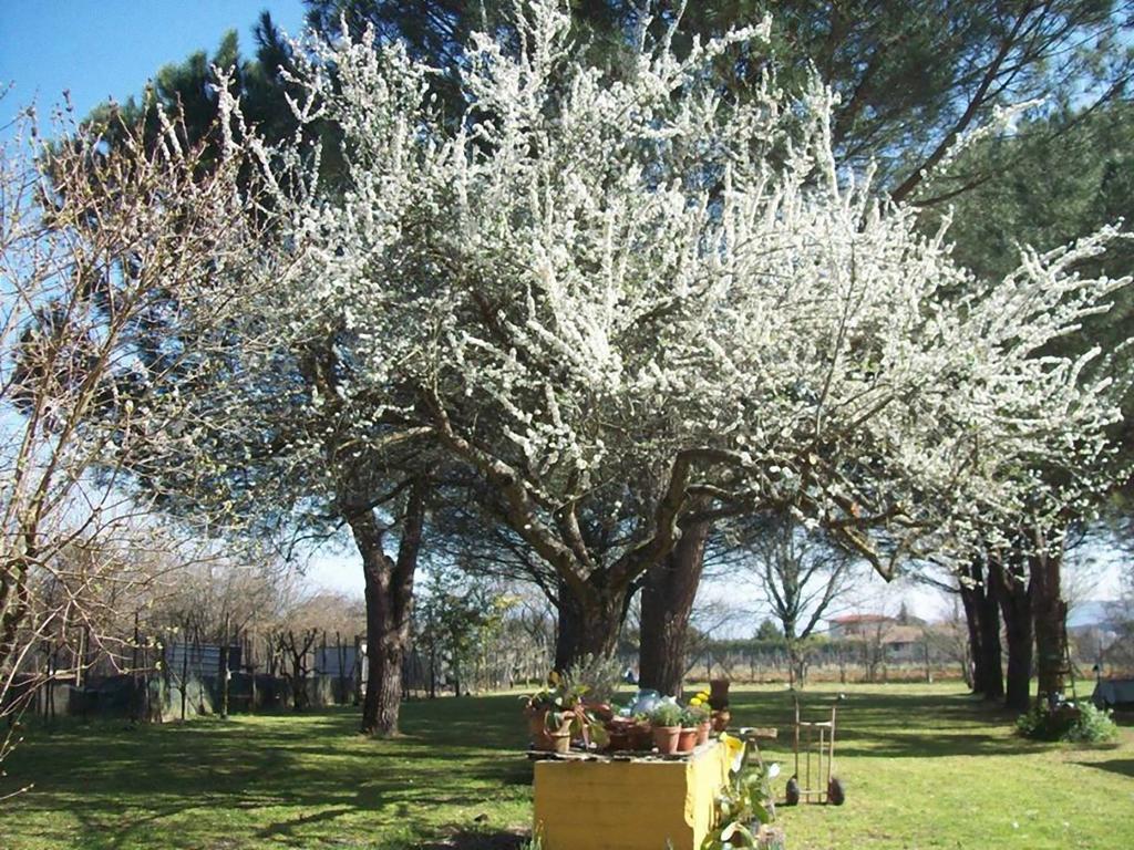 Campo Alle Monache Bucine Екстер'єр фото